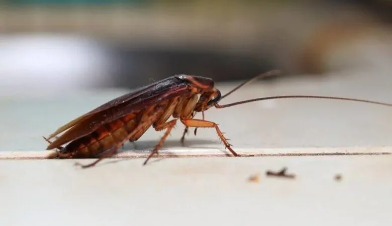 É Por Isso Que Não Devemos Esmagar As BARATAS Em Casa, Pois Elas Podem… Ver Mais