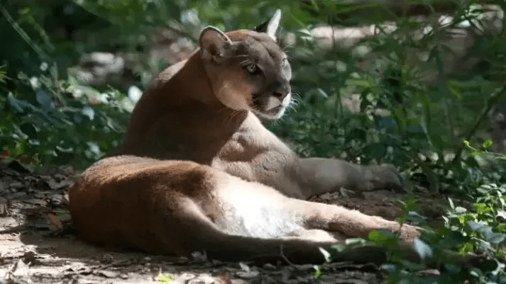 Idoso é surpreendido por puma em área rural do RS — e o que ele fez…Ver mais